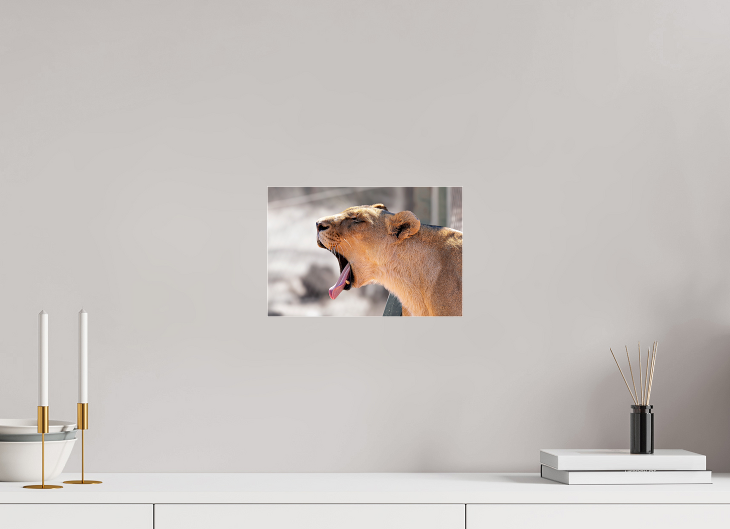 30 x 20 cm, Photo Print Under Acrylic Glass Yawning lioness