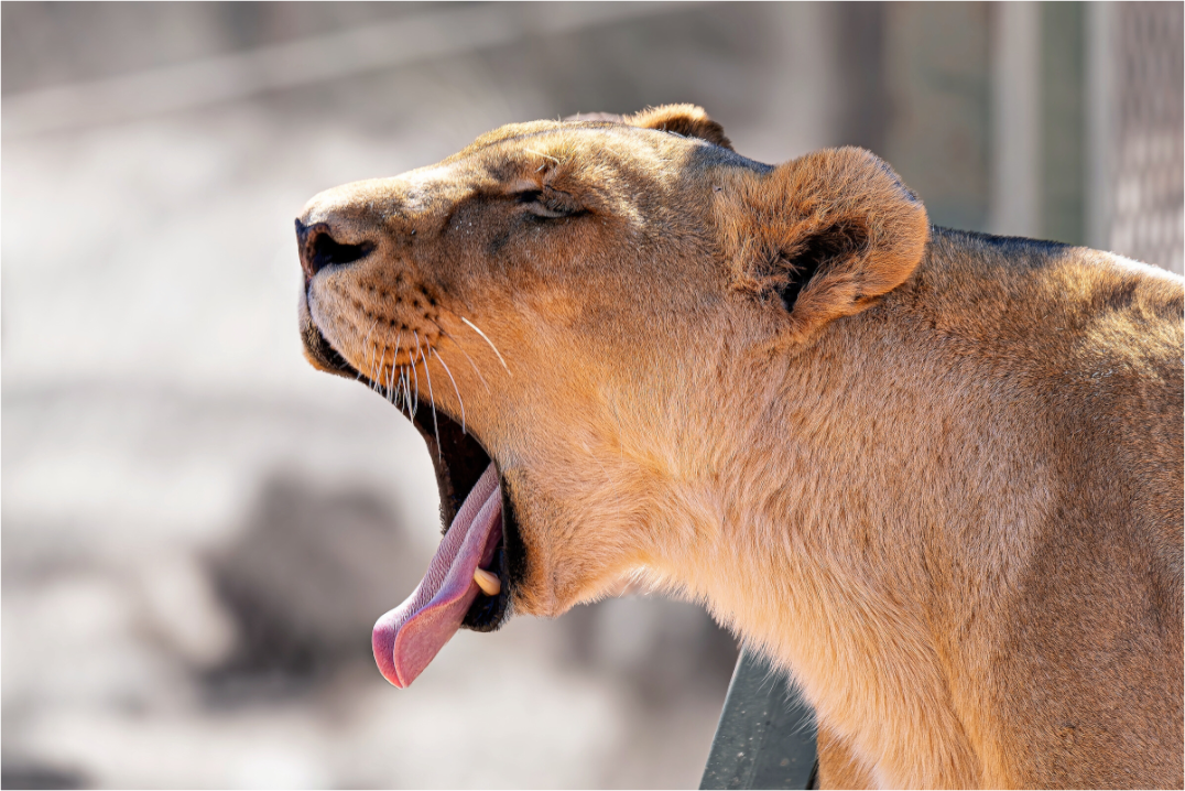 Main image Yawning lioness