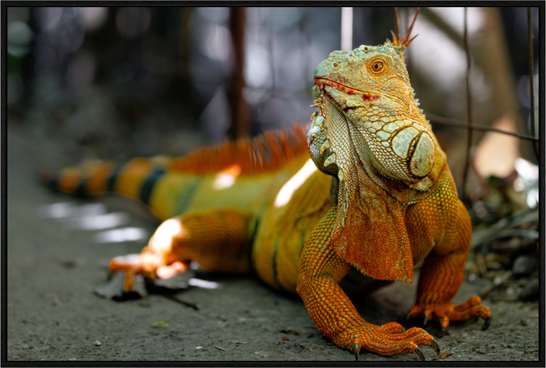 Main image Green Iguana