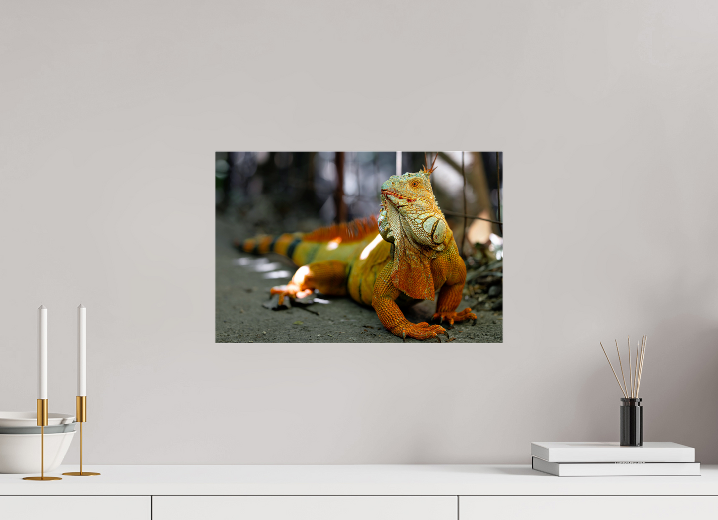 45 x 30 cm, Photo Print Under Acrylic Glass Green Iguana