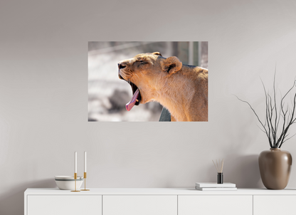 90 x 60 cm, Photo Print On Fuji Crystal DP II Yawning lioness