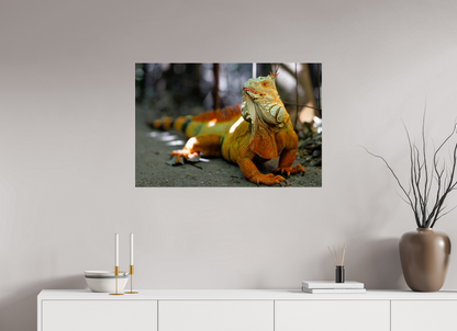 90 x 60 cm, Photo Print Under Acrylic Glass Green Iguana