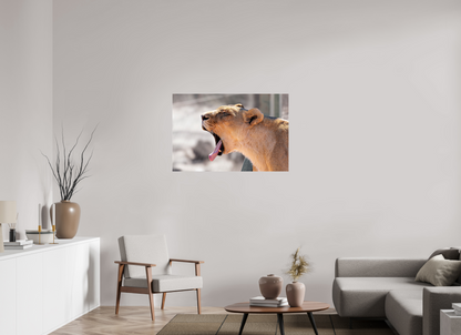 105 x 70 cm, Photo Print Under Acrylic Glass Yawning lioness