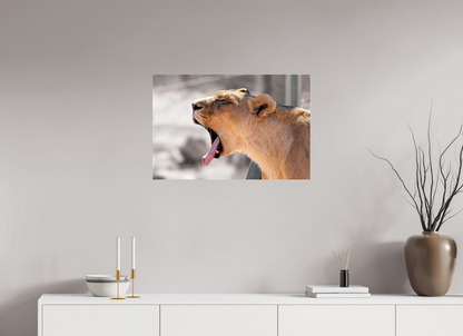 75 x 50 cm, Photo Print Under Acrylic Glass Yawning lioness