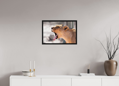 60 x 40 cm, Cadre bois Yawning lioness