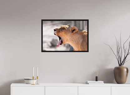 75 x 50 cm, Cadre bois Yawning lioness