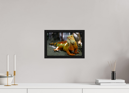 30 x 20 cm, Floater Frame Green Iguana