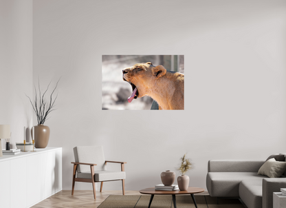 120 x 80 cm, Photo Print On Fuji Crystal DP II Yawning lioness