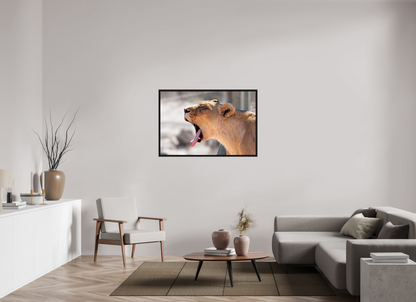 120 x 80 cm, Cadre bois Yawning lioness