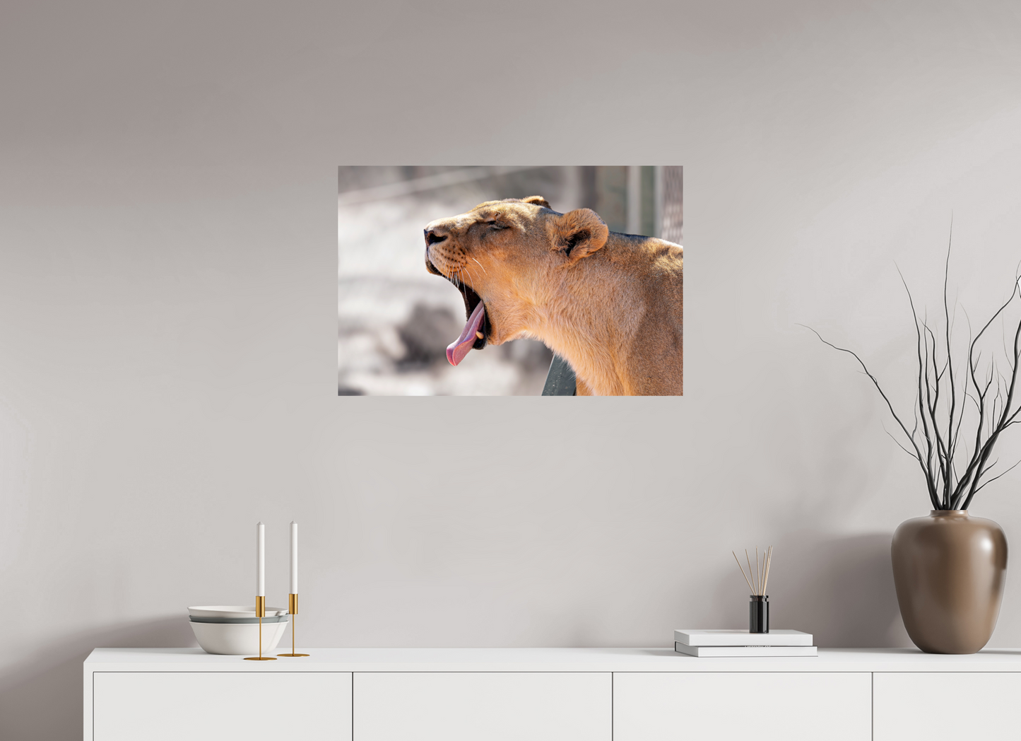 75 x 50 cm, Photo Print On Fuji Crystal DP II Yawning lioness