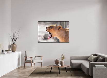 150 x 100 cm, Cadre bois Yawning lioness