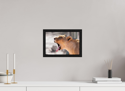 30 x 20 cm, Cadre bois Yawning lioness