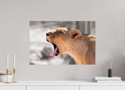 60 x 40 cm, Photo Print On Fuji Crystal DP II Yawning lioness