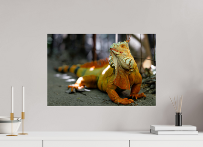 60 x 40 cm, Photo Print Under Acrylic Glass Green Iguana