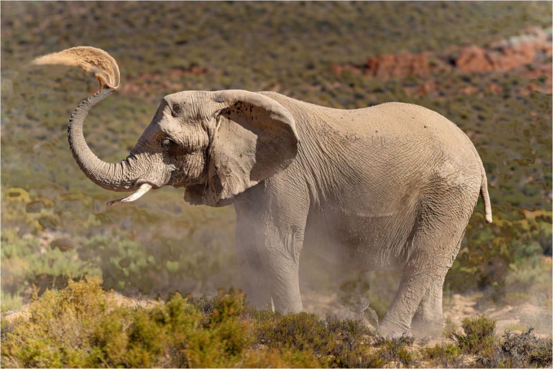 Main image Dust and Elephant
