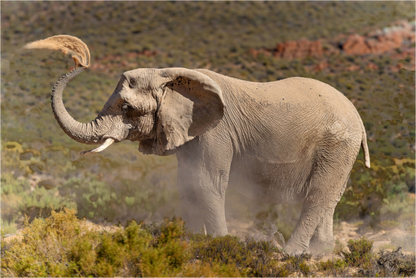 Main image Dust and Elephant