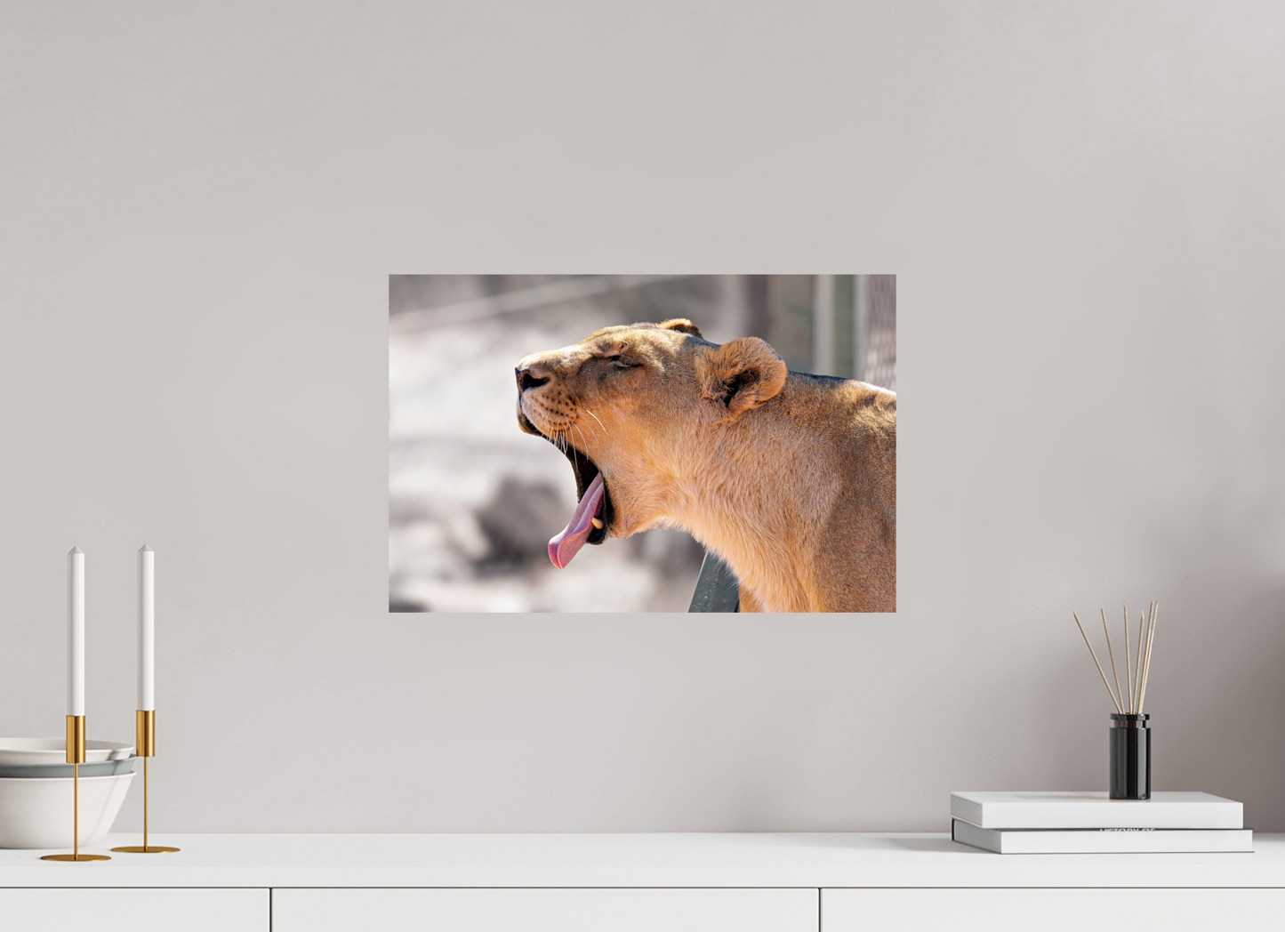 45 x 30 cm, Photo Print On Fuji Crystal DP II Yawning lioness